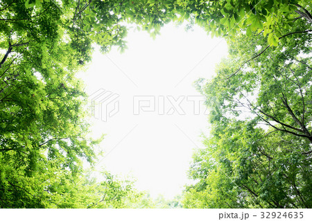 新緑フレーム　県民の森　茨城県那珂市 32924635