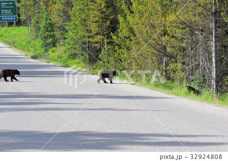 野生の熊・ブラックベア・カナディアンロッキー・ジャスパー国立公園 32924808