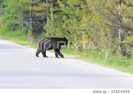 野生の熊・ブラックベア・カナディアンロッキー・ジャスパー国立公園 32924939