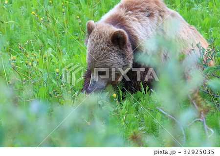 野生の熊・グリズリー・灰色熊・カナディアンロッキー・ジャスパー国立公園 32925035