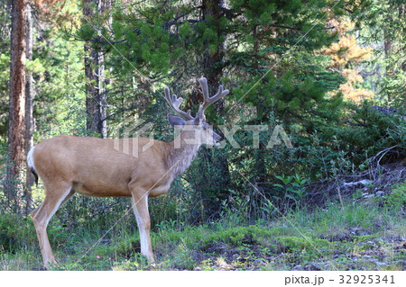 カナディアンロッキーの野生動物・鹿・エルク・アメリカアカシカ 32925341