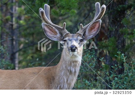 カナディアンロッキーの野生動物 鹿 エルク アメリカアカシカの写真素材