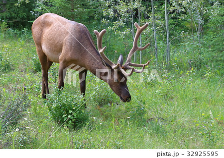 カナディアンロッキーの野生動物・鹿・エルク・アメリカアカシカ 32925595