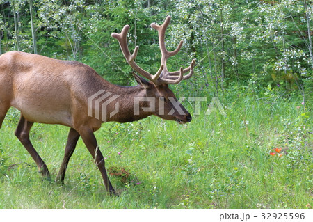 カナディアンロッキーの野生動物・鹿・エルク・アメリカアカシカ カナディアンロッキーの野生動物・鹿・エルク・アメリカアカシカ 32925596