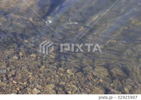 ワカサギの群れ（河口湖） 32925907