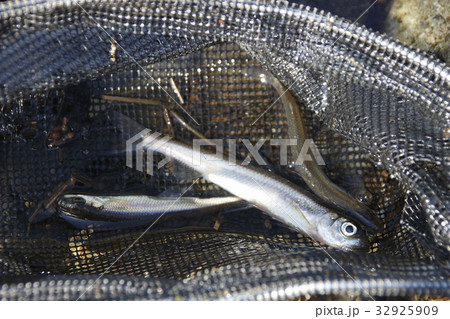 ワカサギの群れ（河口湖） 32925909