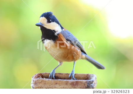 ヤマガラ 野鳥 冬羽根 ヤマガラ 野鳥 冬羽根 32926323