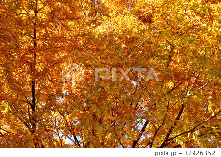 メタセコイヤの紅葉 32926352