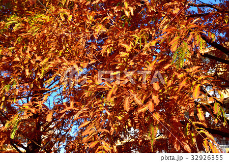 メタセコイヤの紅葉 32926355