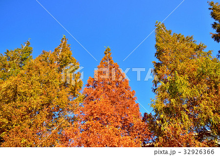 メタセコイヤの紅葉 メタセコイヤの紅葉 32926366