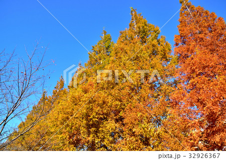 メタセコイヤの紅葉 32926367