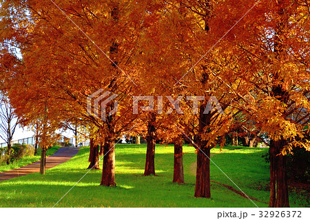 メタセコイヤの紅葉 32926372