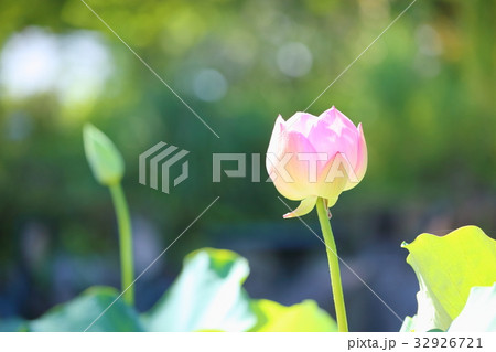 ハスの花 ハスの花 32926721