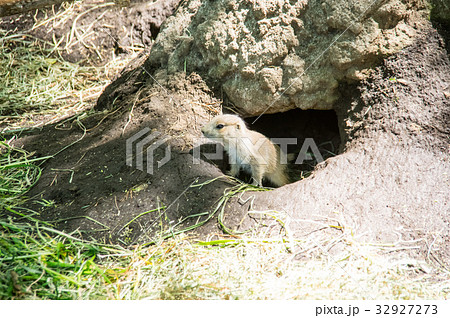 上野動物園｜プレーリードッグ 32927273