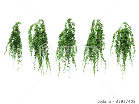 ツタ　セット 32927408