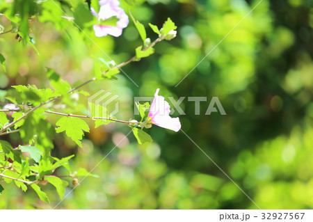 ムクゲの花 32927567