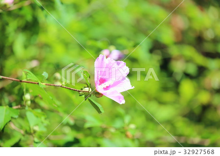 ムクゲの花 32927568