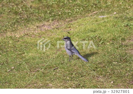 カナディアンロッキー、野鳥、grey jay カナディアンロッキー、野鳥、grey jay 32927801