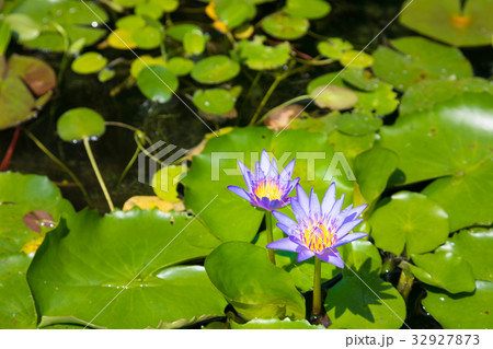 熱帯睡蓮 熱帯植物 熱帯睡蓮 熱帯植物 32927873