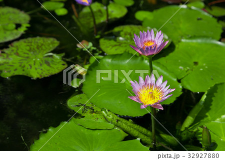 熱帯睡蓮　熱帯植物 32927880