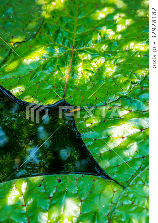 オニバス　鬼蓮　葉っぱ 32928182