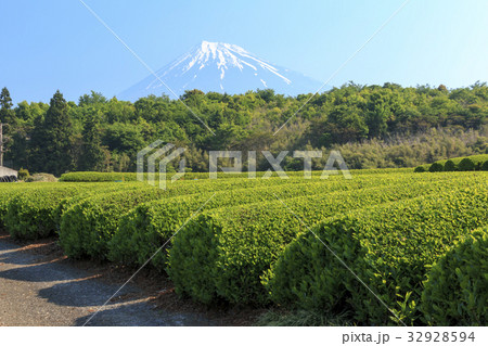 田園風景 静岡県 富士市 富士山と茶畑 初夏 マイナー撮影地編 の写真素材