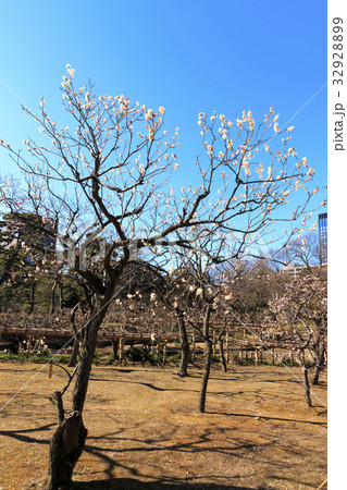 都市風景（東京都、後楽園、冬編） 32928899