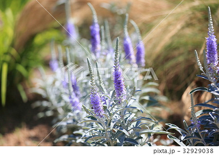 トウテイランの花 32929038