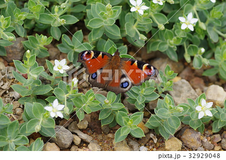 クジャクチョウ 32929048