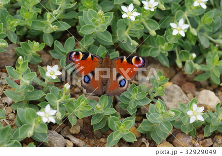 クジャクチョウ 32929049