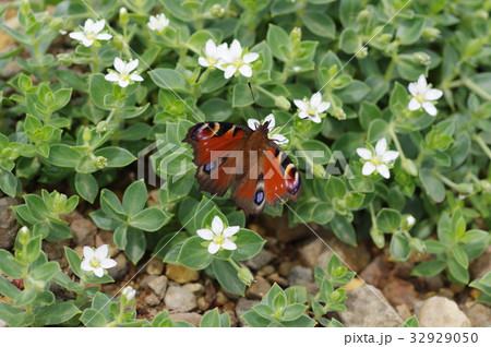 クジャクチョウ 32929050