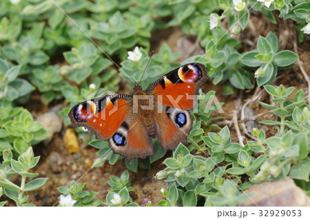クジャクチョウ 32929053