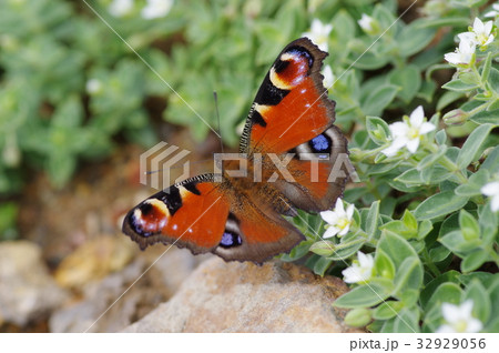 クジャクチョウ 32929056