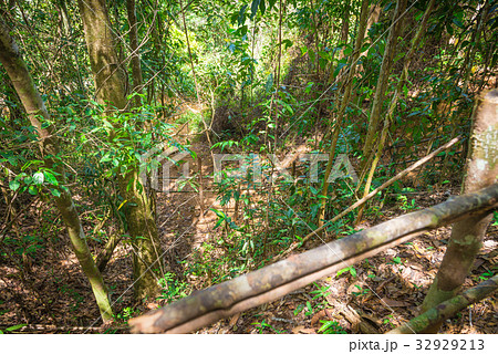 Dry leaves on the ground and trail 32929213
