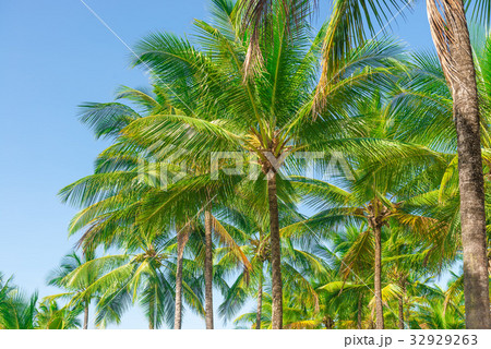 Coconut palm tree plantation from bottom floor 32929263