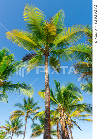 Coconut palm tree plantation from bottom floor Coconut palm tree plantation from bottom floor 32929272