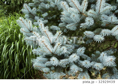 美しいシルバー色のモミの木 32929439