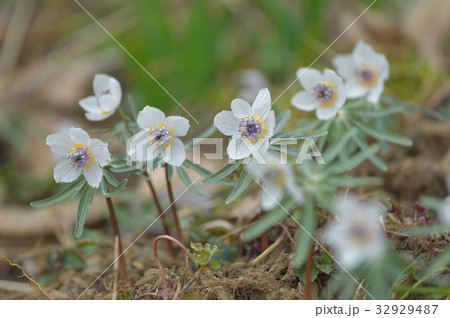 セツブンソウ セツブンソウ 32929487