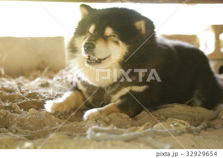 笑う犬の写真素材