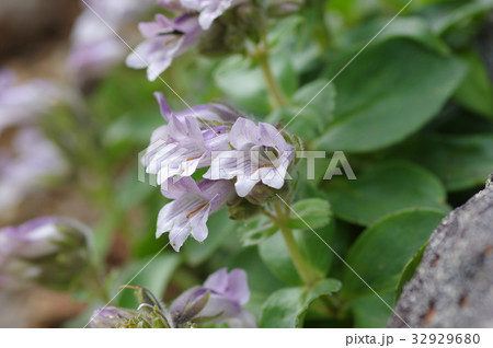 イワブクロ 32929680