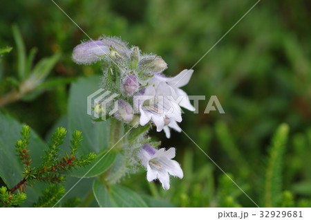 イワブクロ イワブクロ 32929681