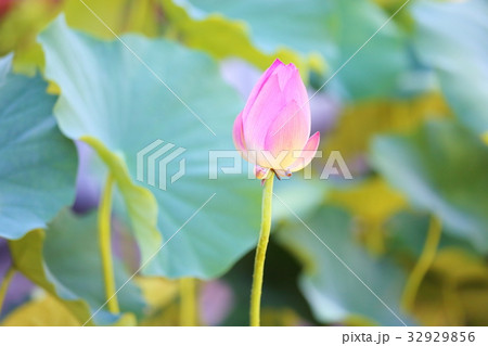 ハスの蕾 ハスの蕾 32929856
