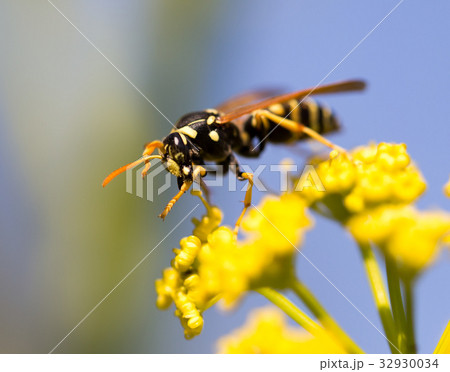Wasp on yellow flower in nature 32930034