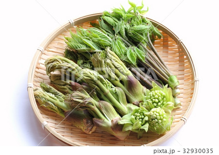 山菜の盛り合わせ（タラの芽、コシアブラ、フキノトウ） 32930035