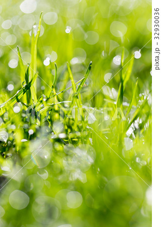 Green grass in the dew on the nature 32930036