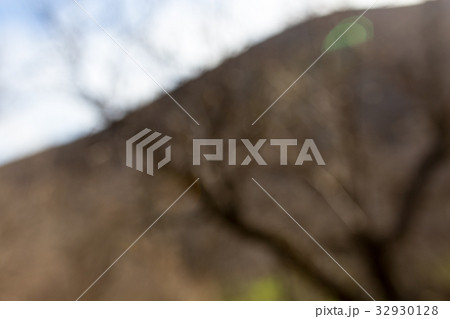 Bokeh tree with bare branches 32930128