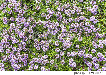 一面に咲き広がる紫色の小さな花の写真素材