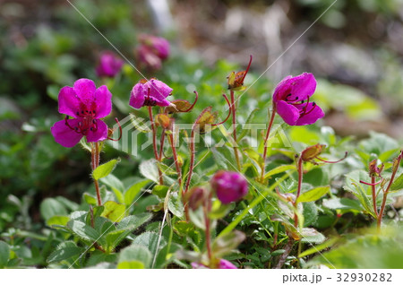 エゾツツジ 32930282