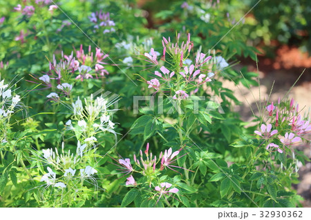 クレオメの花 クレオメの花 32930362