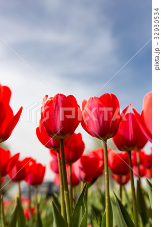 Red tulips against the blue sky in the nature Red tulips against the blue sky in the nature 32930534